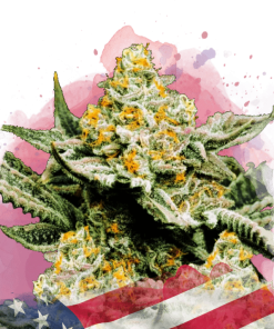 nirvana sunsetsherbet