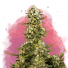 nirvana supersilverhaze