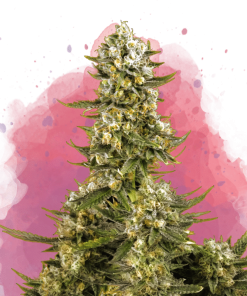 nirvana supersilverhaze