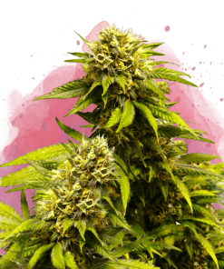nirvana superskunk