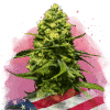 nirvana trainwreck