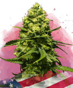 nirvana trainwreck