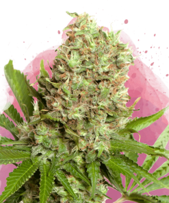 nirvana whitewidow