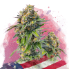 nirvana zkittlez