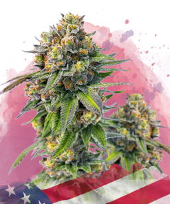 nirvana zkittlez