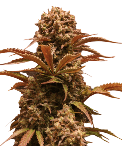 Purple Ryder - Autofiorenti Femminizzati