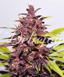 Auto Dark Purple - Autofiorenti Femminizzati