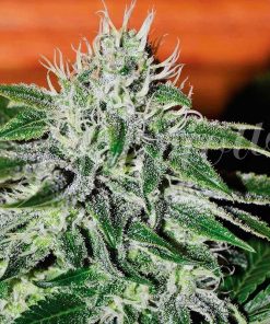 Critical Jack Herer - Femminizzati Stagionali