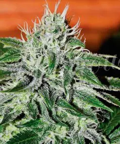 Critical Jack Herer - Femminizzati Stagionali