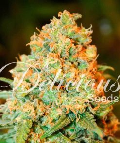 Critical Super Silver Haze - Femminizzati Stagionali
