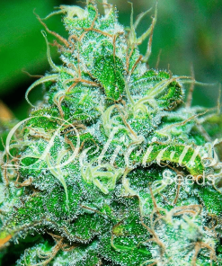 delicious fruitychronicjuice