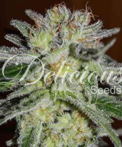 Northern Light Blue - Femminizzati Stagionali