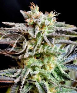 Sugar Black Rose - Femminizzati Stagionali