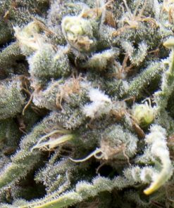 Auto White Widow CBD - Autofiorenti Femminizzati