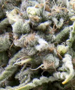 Auto White Widow CBD - Autofiorenti Femminizzati