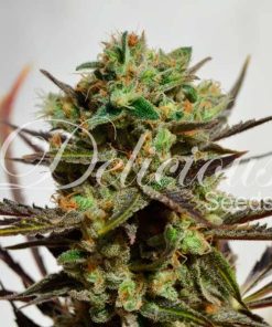 Delicious Candy - Femminizzati Stagionali