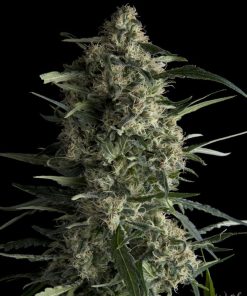 Galaxy CBD - Femminizzati Stagionali