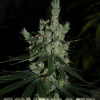 sour haze microgenetica