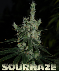 sour haze microgenetica