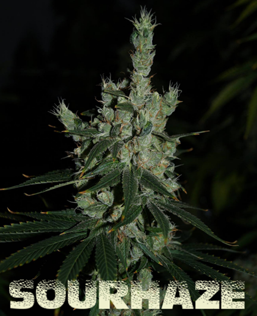 sour haze microgenetica