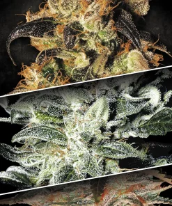 Indica Champions Pack - Femminizzati Stagionali