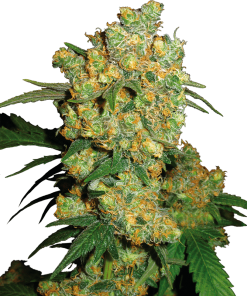 Big Bud - Femminizzati Stagionali