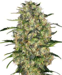 Black Domina - Femminizzati Stagionali