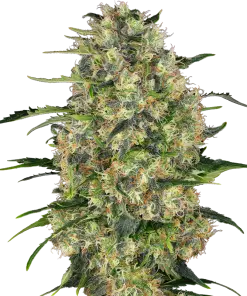 Black Domina - Femminizzati Stagionali