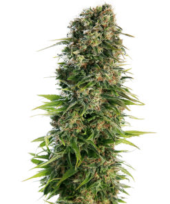 Hindu Kush Auto - Autofiorenti Femminizzati
