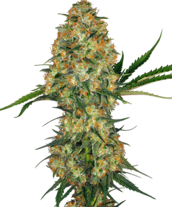 Hindu Kush - Femminizzati Stagionali