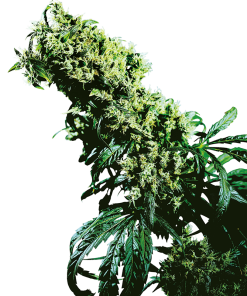 Northern Lights #5 x Haze - Femminizzati Stagionali