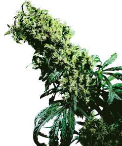 Northern Lights #5 x Haze - Femminizzati Stagionali