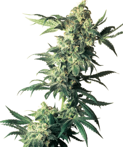 Northern Lights - Femminizzati Stagionali