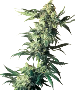 Northern Lights - Femminizzati Stagionali