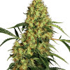 sensi mexicansativa