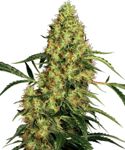 sensi mexicansativa