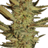 serious bubblegum