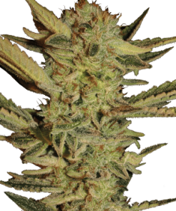 serious bubblegum