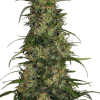 serious cbdchronic