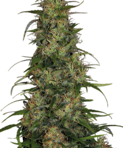 serious cbdchronic