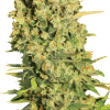 serious chronic