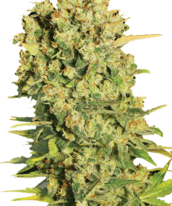 serious chronic