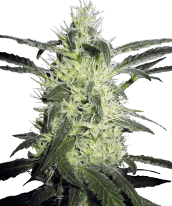 Silver Haze - Femminizzati Stagionali