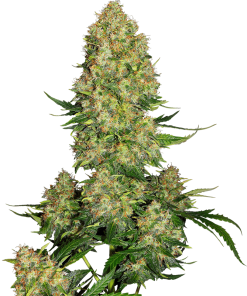 Skunk #1 Auto - Autofiorenti Femminizzati
