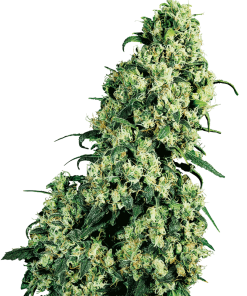 Skunk #1 - Femminizzati Stagionali