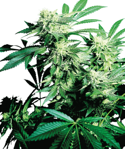 Skunk Kush - Femminizzati Stagionali