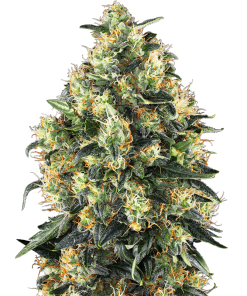 Super Skunk Auto - Autofiorenti Femminizzati