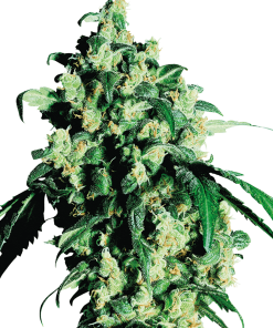 Super Skunk - Femminizzati Stagionali