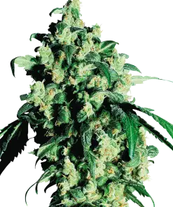 Super Skunk - Femminizzati Stagionali
