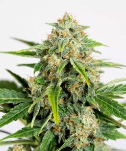 Amnesia CBD Pure Auto - Autofiorenti Femminizzati